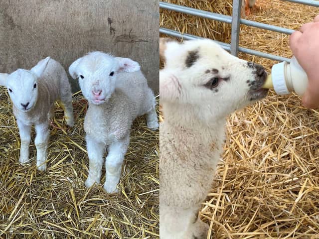 There are plenty of farms in Northamptonshire where little ones can see newborn lambs.