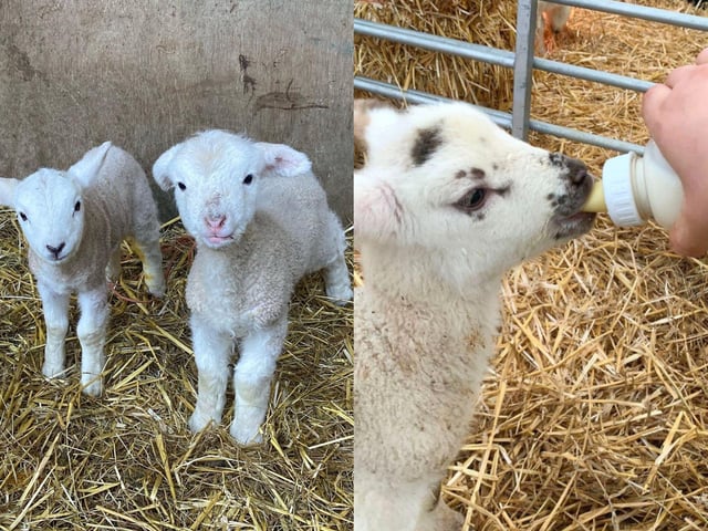 There are plenty of farms in Northamptonshire where little ones can see newborn lambs.