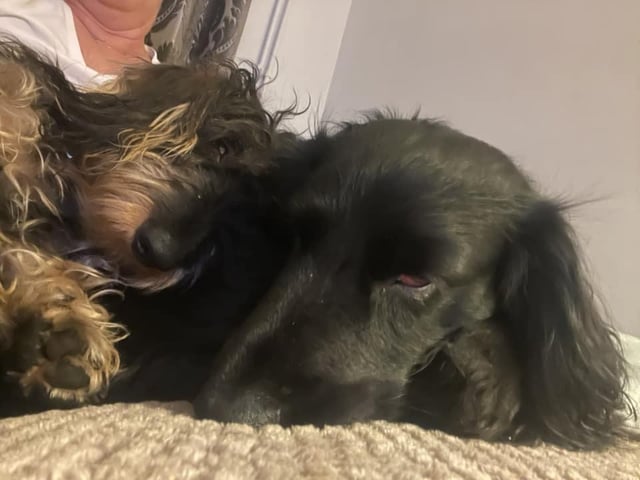 "My babies Hazel and Todd"