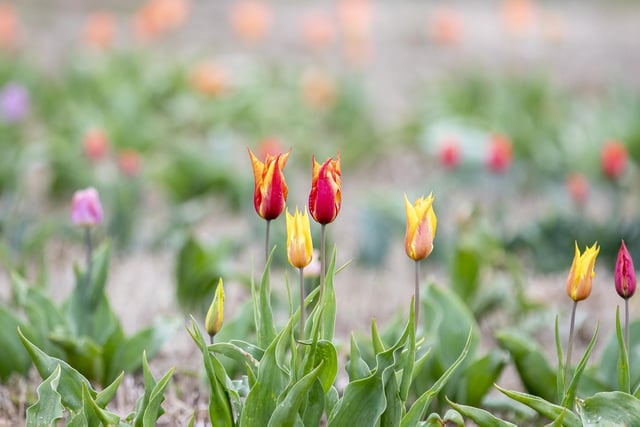 Overstone Grange Farm launched their annual pick-your-own Tulip festival on Sunday, April 15.