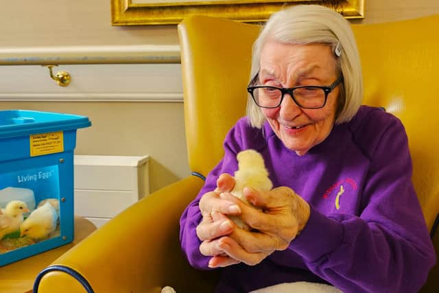 Living Eggs Experience at Elm Bank Care Home in Kettering