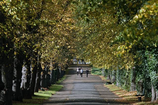 Wellingborough avenue of trees in London Road in October 2008
