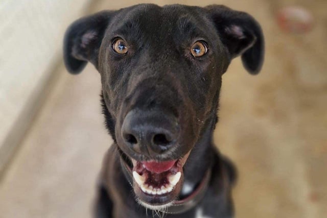 Gelly is a large boisterous eight-month-old Lurcher lad. He cannot live with cats or other small furries. He has a higher prey drive but this lovely happy boy would love a home where there is another dog already established