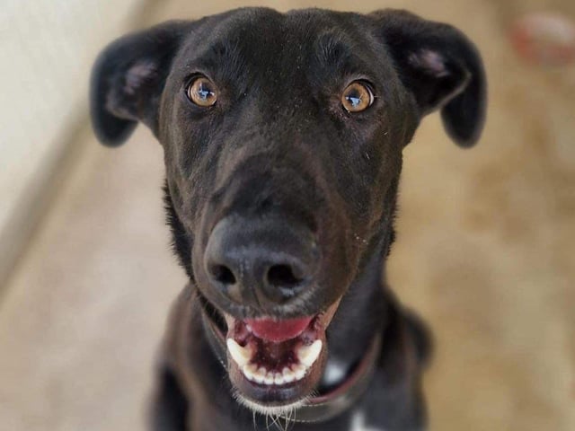 Gelly is a large boisterous eight-month-old Lurcher lad. He cannot live with cats or other small furries. He has a higher prey drive but this lovely happy boy would love a home where there is another dog already established