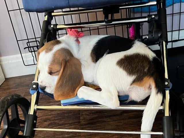 "Our baby beagle"