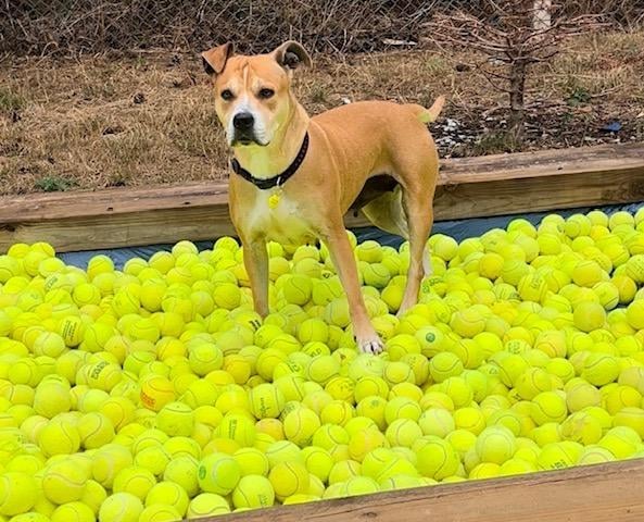 Annie said: "Luna Bear is a super cuddly pretty six-year-old Staffie lady needing an active home that has lots of love on offer. She is house trained, knows basic commands and travels well she sadly came into our care due to a family breakdown. Luna loves toys and is good motivated but a home willing to work on her socialisation skills with other animals is important."