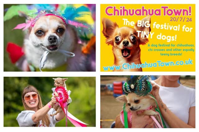 There's 'nothing quite like' ChihuahuaTown