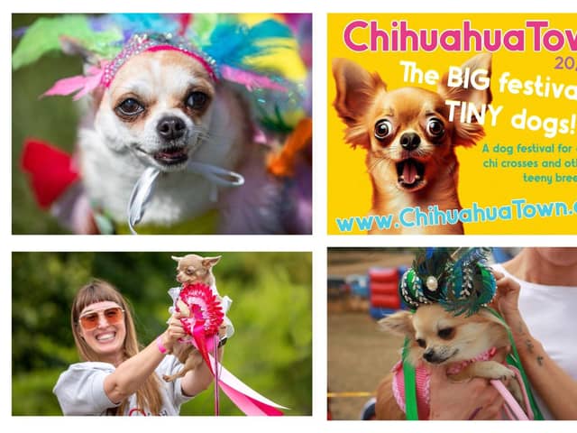 There's 'nothing quite like' ChihuahuaTown