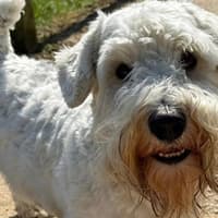 Appeal for help to pay vet bills for Northants rare breed of dog