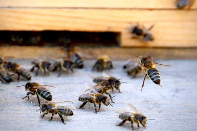 Bees are beginning to return as the weather warms up