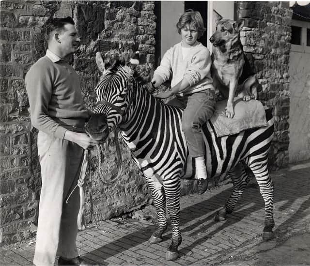 Wellingborough Zoo Park opened in Croyland Gardens in 1943