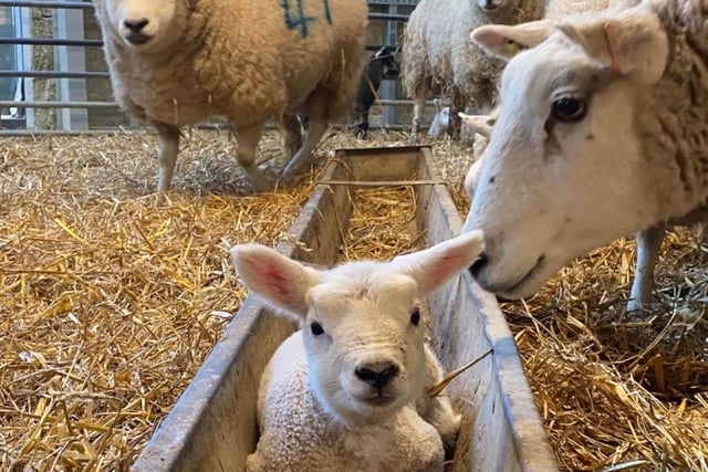 The Wellingborough attraction is hoping to have 50 lambs this spring, which families will be able to feed from late March. 
Parents and children will be able to visit and feed the lambs and chat to the estate’s expert livestock team from Saturday, March 25, to Monday, May 1
A total of 20 people can bottle-feed the lambs per session, with more than a dozen volunteers trained to farm attraction industry standards who will help the livestock team care for the lambs which will be fed five times a day.
The Spring Passport at Chester House Estate is priced £15 and includes a lamb feeding session, giant Easter Egg Hunt and a time allocated chocolate workshop ticket. Accompanying adults do not need to buy a ticket.
Visit chesterhouseestate.org to book tickets.