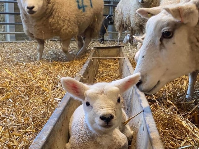 The Wellingborough attraction is hoping to have 50 lambs this spring, which families will be able to feed from late March.
Parents and children will be able to visit and feed the lambs and chat to the estate’s expert livestock team from Saturday, March 25, to Monday, May 1
A total of 20 people can bottle-feed the lambs per session, with more than a dozen volunteers trained to farm attraction industry standards who will help the livestock team care for the lambs which will be fed five times a day.
The Spring Passport at Chester House Estate is priced £15 and includes a lamb feeding session, giant Easter Egg Hunt and a time allocated chocolate workshop ticket. Accompanying adults do not need to buy a ticket.
Visit chesterhouseestate.org to book tickets.