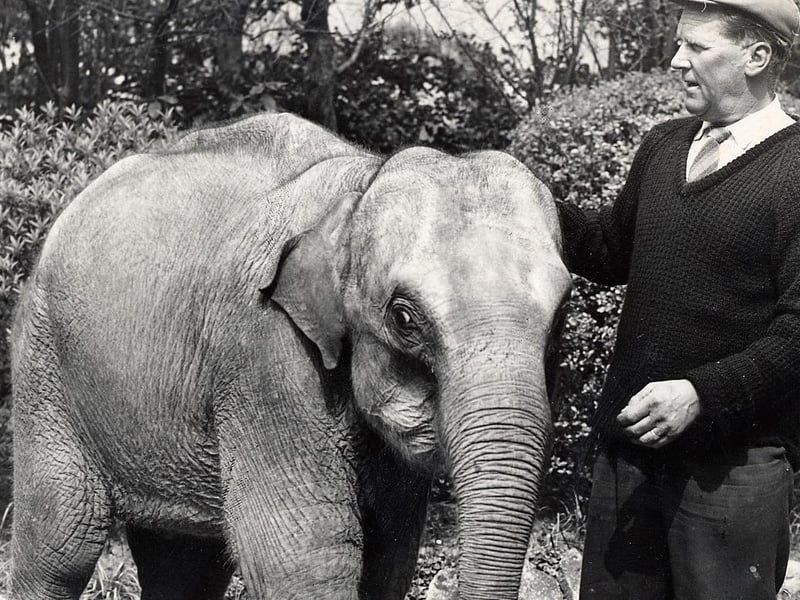 Both elephants eventually left the zoo
