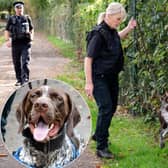 Gunner the dog in action in Rushden /Northants Police