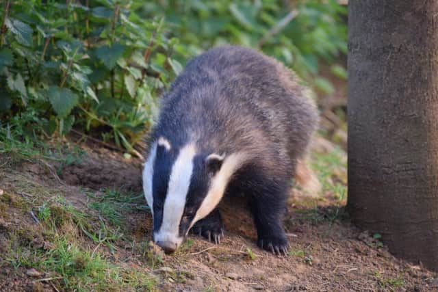 Badger in Northamptonshire