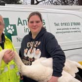 Roy and Emma with an injured swan in Woodford