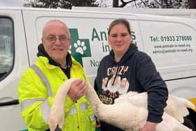 Roy and Emma with an injured swan in Woodford