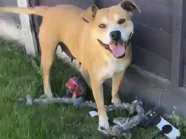 Luna is a super happy four-year-old Staffie lady who sadly joined us because of a family breakdown. Luna is house trained and great with sensible children over five years old, she knows basic commands and travels well. Luna loves toys and is motivated but needs to work on her dog socialisation skills. A home with no cats is needed.