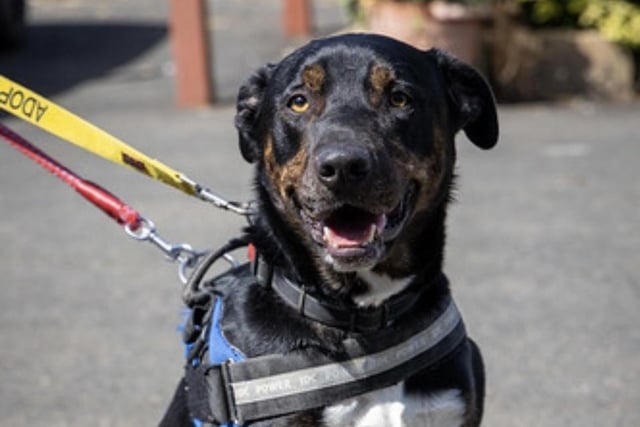 Annie said: "Duke is a handsome cross breed lad needing an active home and is willing to do some training. He is very high energy but does walk well on the lead & know basic commands."