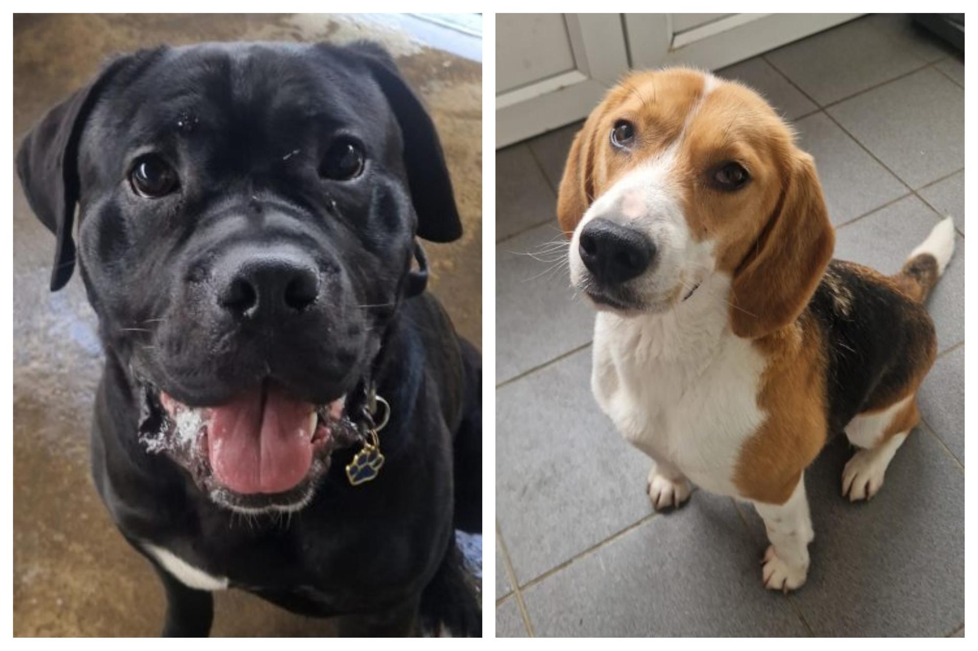 Abandoned dogs looking for their forever homes this week in Northamptonshire