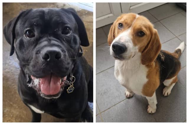 Abandoned dogs looking for their forever homes this week in Northamptonshire