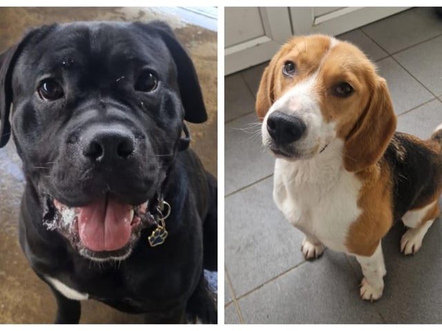 Abandoned dogs looking for their forever homes this week in Northamptonshire