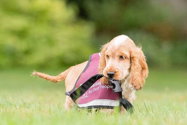 Hearing Dogs puppy Leo