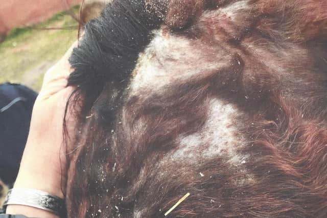 Inspectors found lice and hair loss