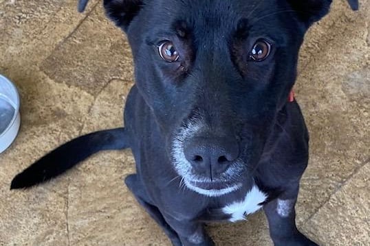 Blake is a handsome eight-month-old Labrador cross. He is nervous until he gets to know you then you have a friend for life. Blake walks well on the lead and would love to live with an active family.