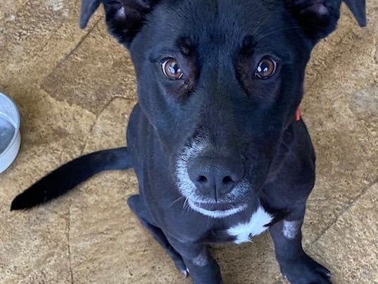 Blake is a handsome eight-month-old Labrador cross. He is nervous until he gets to know you then you have a friend for life. Blake walks well on the lead and would love to live with an active family.