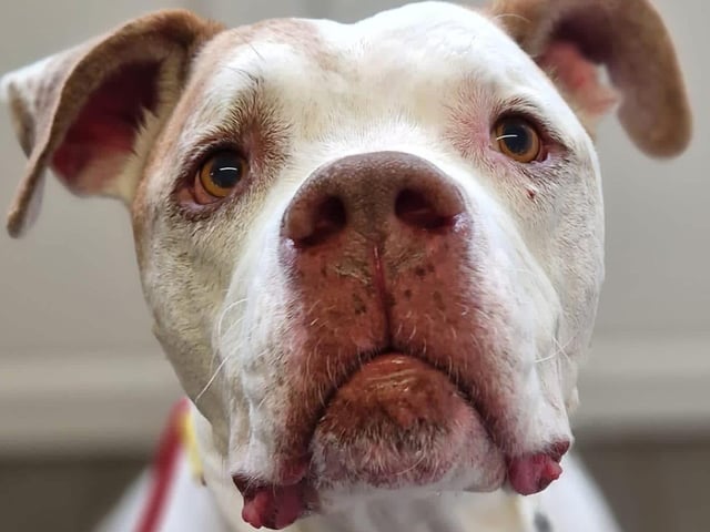 We are launching a special appeal to find extraordinary humans to commit to being long-term fosters for some of our VIPs (Very Important Pooches). This privilege is reserved for the elite of dog lovers, as it involves caring for two very handsome golden oldies who, sadly, find themselves in kennels at a time in their lives when they should be enjoying their golden years in a cozy, warm home. If you’d like to learn more about these distinguished gentlemen, Patch and Leo (next picture), and what’s involved in being a foster parent, or if you’re ready to offer a comfy bed to one of these special boys, please contact us via email for more information.
