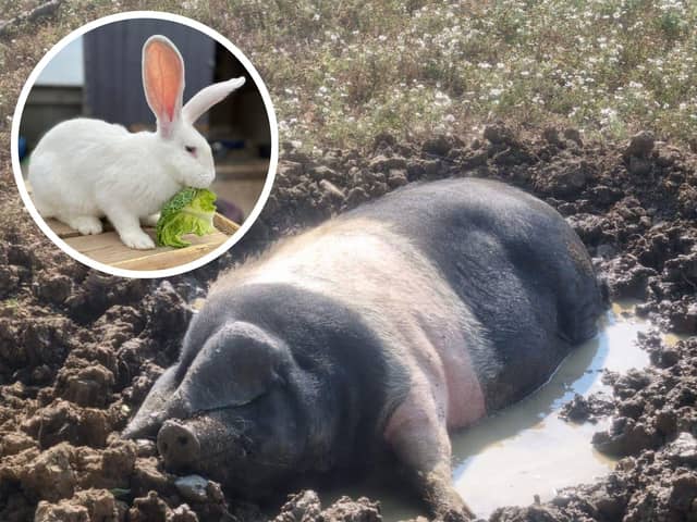 West Lodge Farm Park in Desborough is working hard to keep its animals cool during the current hot weather