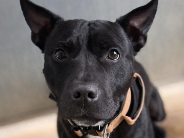 4-year-old male SBT mix. Loves taking himself for walkies, so an active home is needed. Housetrained. Can live with other dogs.