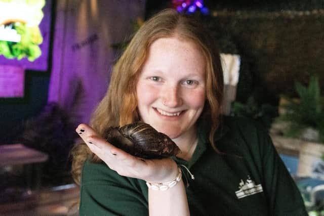The new attraction features Giant African Land Snails amongst other creepy crawlies.