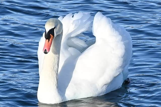 A mute swan