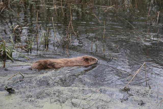 Rushden Lakes beaver spotting: Park at the shops and go beaver spotting at the lakes. Best days out in north Northamptonshire for bank holidays and trips out with the family/ National World