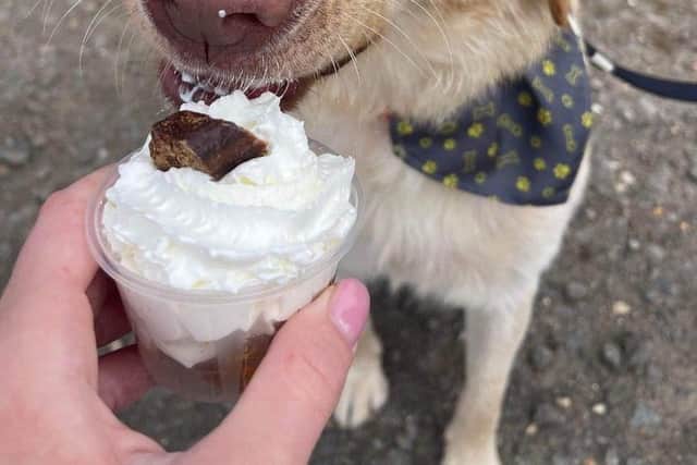 One of our customers enjoying their puppiccino