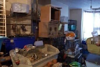 Animals found in Cromwell Road, Rushden