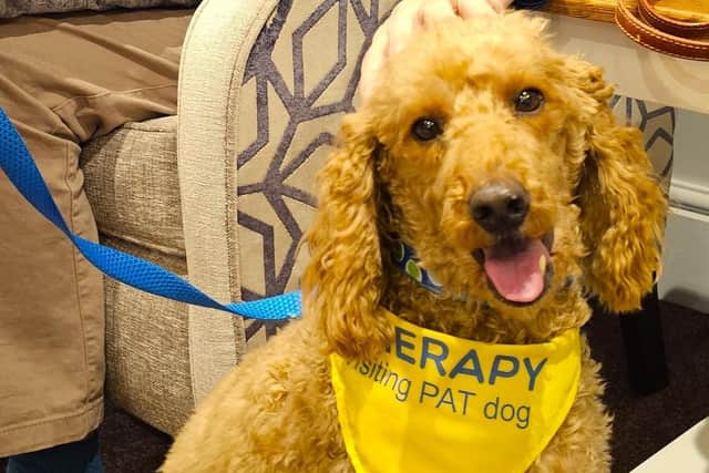 Pets as Therapy Poodle Norman