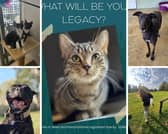 October is Write a Free Will Month and there are still a few days left to write or update your will for free through Animals In Need's partner Free Wills