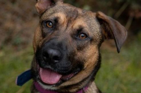 Hallie is a one-year-old Crossbreed with a knack for escaping, as she can scale high fences. She struggles with separation anxiety, which may be due to the stress of kennel life. While she gets along well with other dogs, she can be possessive around food, so feeding her separately is recommended. Hallie is strong and tends to pull on the lead but will benefit from ongoing training. She adores people and, once settled in her new home, is sure to become an incredibly loyal companion.