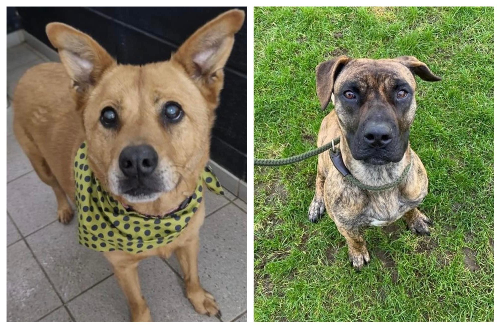 PICTURES: Six abandoned but adorable dogs looking for their forever home this week in Northamptonshire - Vimarsana News