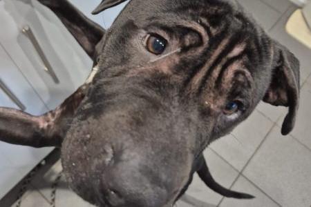 Mariah is a four-year-old Shar Pei cross. Once she gets to know you, she is a lovely, friendly girl who enjoys snuggling. She loves her food, and treats are a good motivator for getting her to follow commands. Mariah is sensitive around her mouth area, so her new family will need to be mindful of this. She does not appear to be reactive toward other dogs but has not yet been cat-tested.
