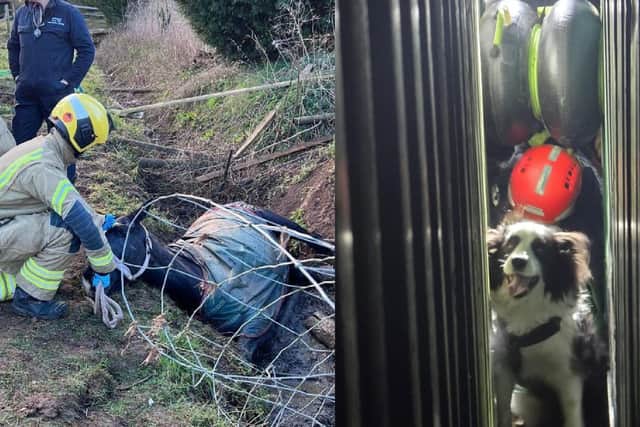 A horse and a dog were rescued by Northamptonshire's animal rescue team last week. Photo: NFRS.