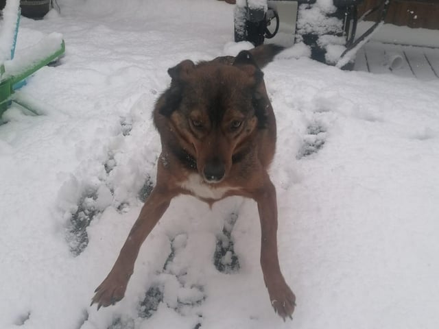 'Erm, anyone got any snow shoes?'