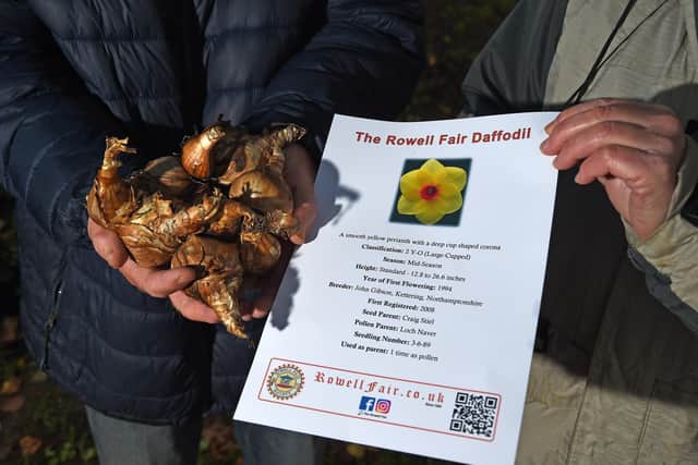 The special Rowell Fair daffodil. Picture by Andrew Carpenter