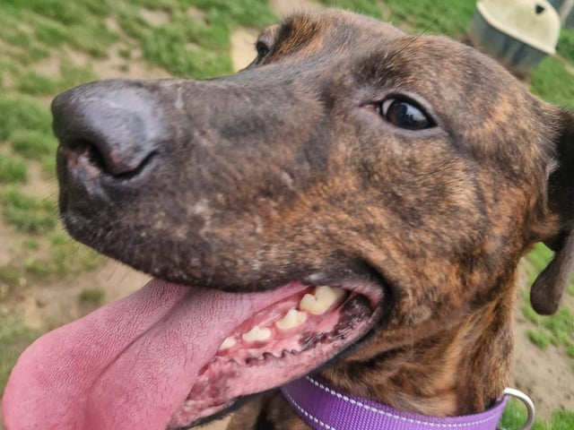 Cherry is a pretty one-year-old female crossbreed, possibly a mix of Doberman and Lurcher. She is very energetic and needs an active family who can keep her busy. Cherry would be fine living with older teenagers. She has a high prey drive, so she is currently being trained to walk with a muzzle and must be kept on-lead at all times. Cherry is fine with dogs of a similar size and has shared a kennel, but she cannot live with smaller dogs, cats, or any other pets.