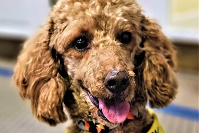 PAT dog Norman