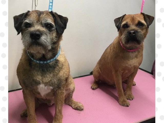 The Spots and Dots Groom Room, based in Northampton, has been highly praised by our readers. One commenter said: "The Spots and Dots Groom Room takes real care and pride. Max always comes out looking and smelling amazing." Contact this business by calling 07515 011954.